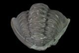 Wide Enrolled Flexicalymene Trilobite - Mt Orab, Ohio #137484-2